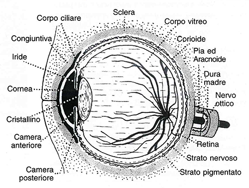 cura strabismo